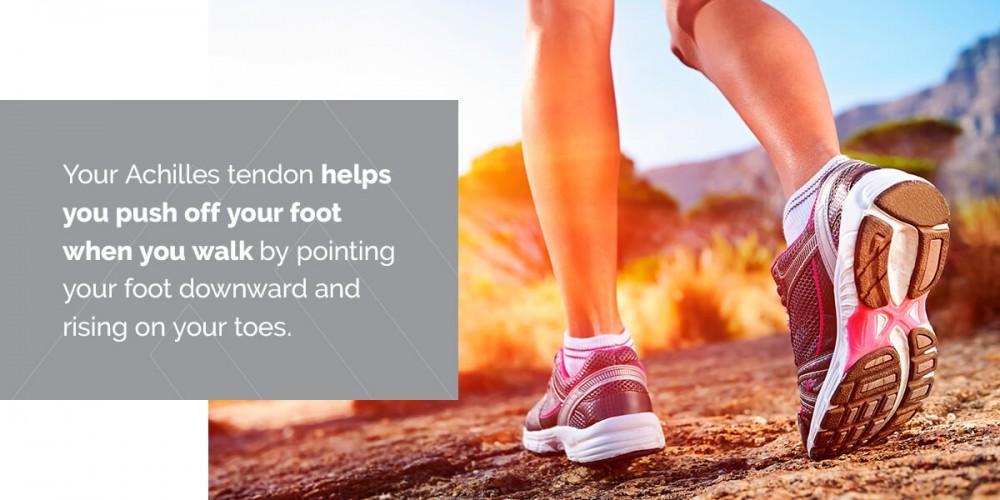 Your Achilles tendon helps you push off your foot when you walk by pointing your foot downward and rising on your toes.