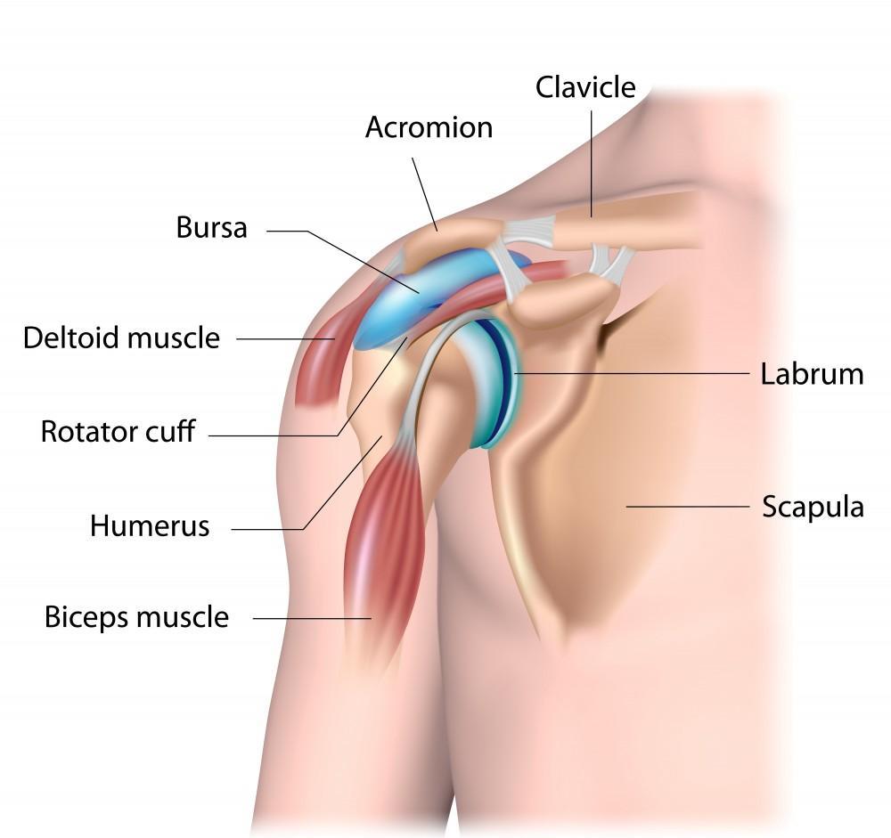 Shoulder Doctor Guide - What You Should Know: Elite Sports 